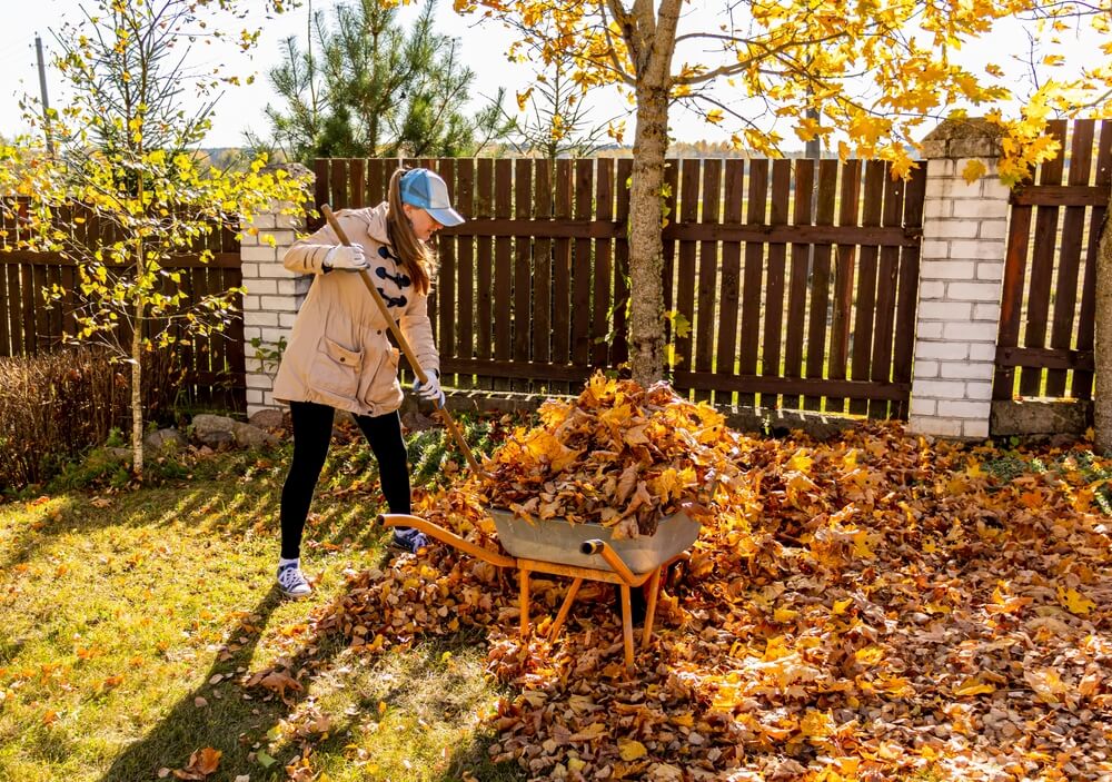 Woman in a blue hat raking colorful leaves onto a barrel | | J_Koneva on Shutterstock